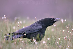 Cuervo - Corvo Carnazal - Corvus corax - Common Raven