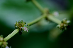 Psychotria viridis Ruiz & Pav. (Cabocla)