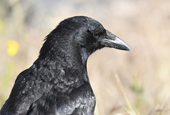 Ravens & Crows