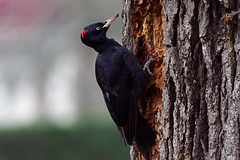 Black woodpecker / Pic noir