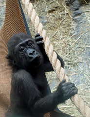 Gorilla Exhibit - Buffalo, New York Zoo