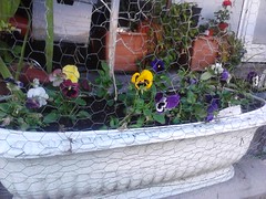 Pansy 'Winter Flowering Mixed' 2013-14