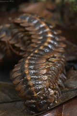 Diplopoda (Peru)