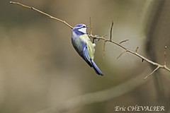 Mésange bleue (Parus caerulus)