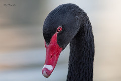 Cigno Nero - Black Swan