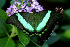 Butterflies (Canon Photography)