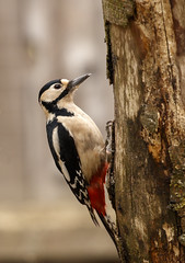 Woodpeckers 2019