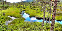 Herlandsnesjane Nature Reserve (Ramsar) in the lake district on OSTERØY