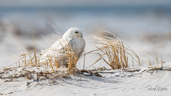 Snowy Owls of New Jersey | 2019