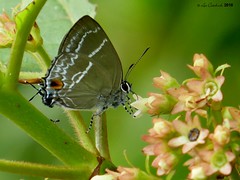 Panama butterflies