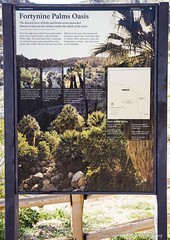 49 Palms Oasis-Joshua Tree National Park-March 2019