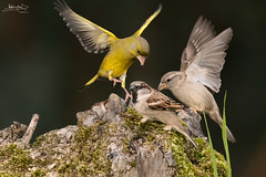 Pardal-comum / House Sparrow (Passer domesticus) and Verdilhão / European greenfinch (Carduelis chloris)