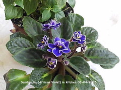 African Violets 2007