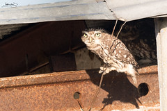Mocho-galego / Little owl (Athene noctua)