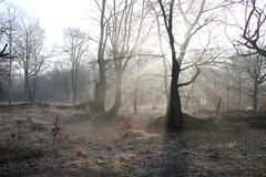 Epping Forest 2019
