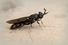 STRATIOMYIDAE (Diptera)
