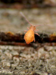 Red Springtail