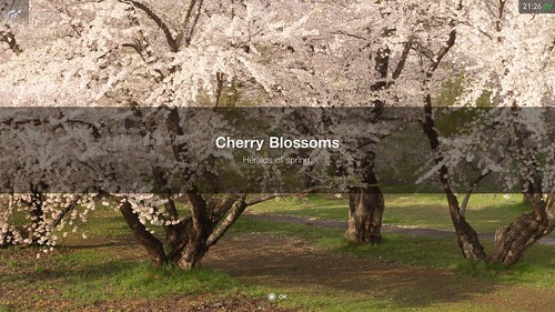 Cherry Blossoms Scapes