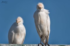 Garça-boieira / Cattle egret (Bubulcus ibis)