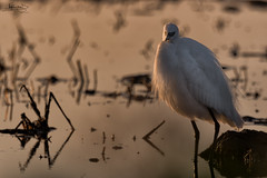 Garça-branca-pequena / Little egret (Egretta garzetta)