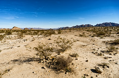 Joshua Tree and Mojave Trails
