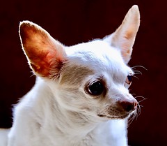 Chihuahua Love
