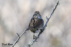 Swamp Sparrow KI 18