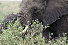 African Elephants, Maasai Mara November 2011