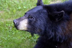 Canada bear 2017