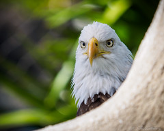 Zoo Miami : Mission Everglades