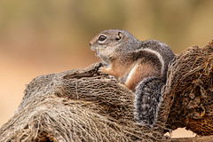 The Harris’ antelope ground squirrel (Ammospermophilus harrisii) 