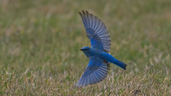 BLUE BIRDS
