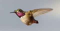 Calliope Hummingbirds And Other Rares
