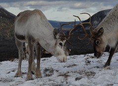February 2018 reindeer visits
