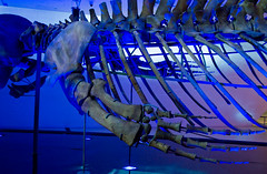 Blue Whale Exhibit 2017, Royal Ontario Museum, Toronto, Canada.