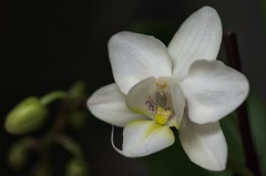 Orchid Progression