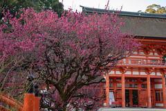京都・春 in 2019
