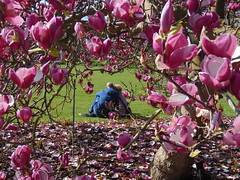 Magnolia etc at Kew Gardens