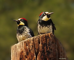 Woodpeckers, Sapsuckers, and Flickers