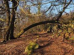 Bow Wood, Derbyshire