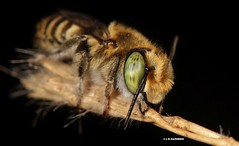 Megachile species 