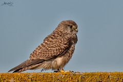 Peneireiro-vulgar / Common Kestrel (Falco tinnunculus)