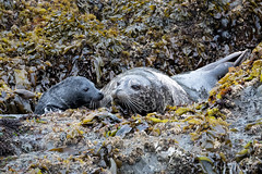 Seals and Sea Lions on the Oregon Coast