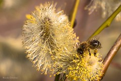 Tiere - Hummeln, Bienen, Wespen