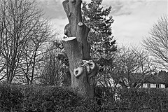 Tree Felling in Monochrome Bishop Burton