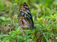 blue tiger butterfly