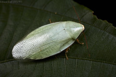 Blattodea (Peru)