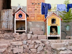 Dogs Of Peru 2010
