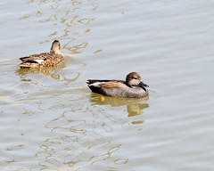 Duck Pics