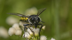Hymenoptera (excluída Formicidae)